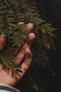 Biblio'Ressources- Des descriptions captivantes grâce aux cinq sens  - le toucher feuilles